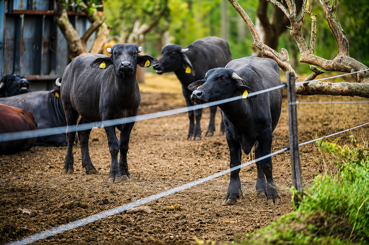 Buffaloes at Dhaka Dairy Farm