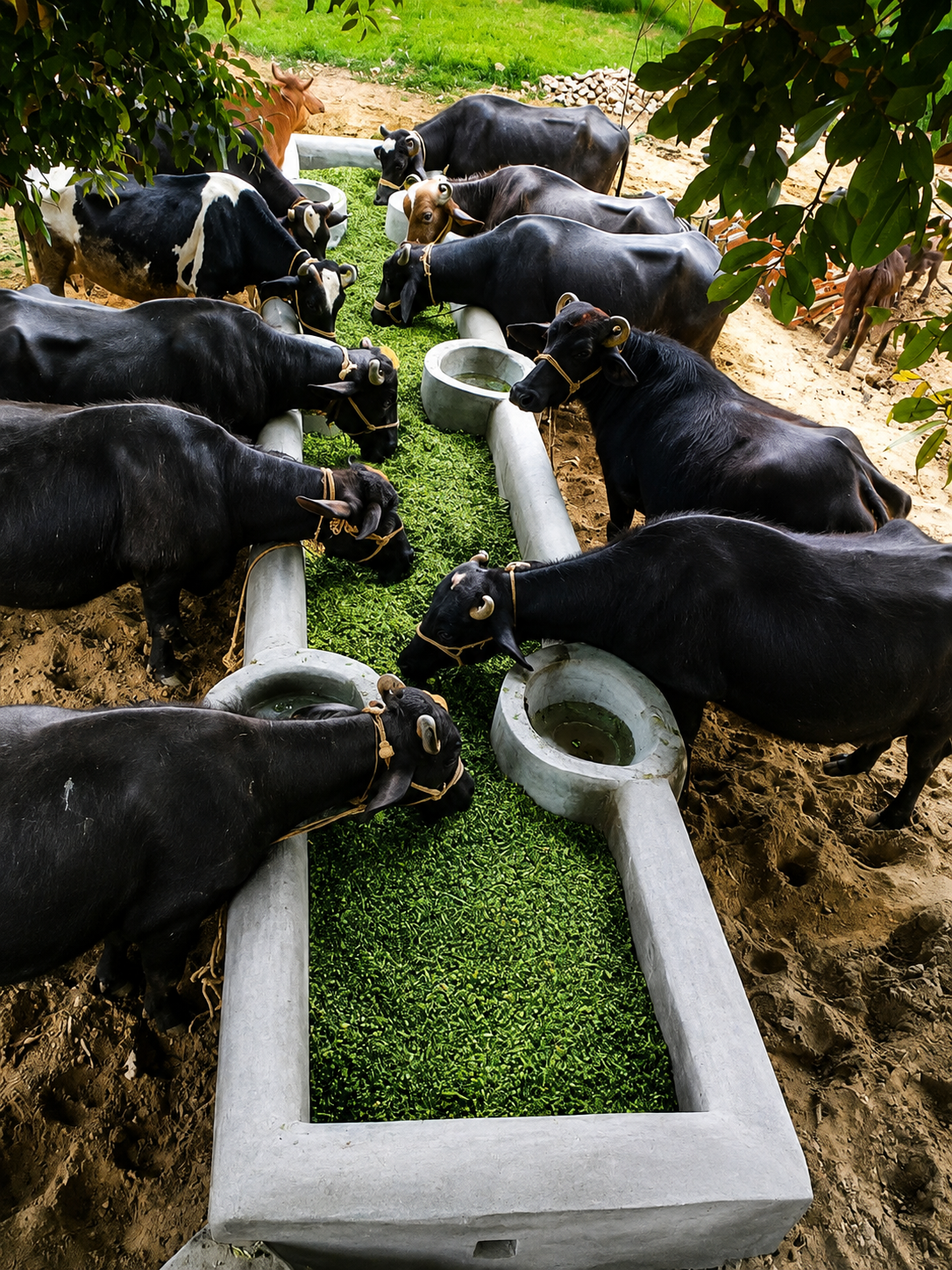 Buffalo feeding area